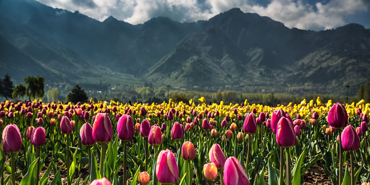 Diversity Of Kashmir and Ladakh